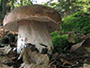 Fungi, Dried Fungi